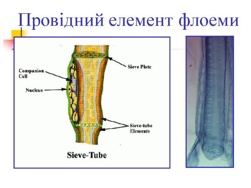 Провідний елемент флоеми